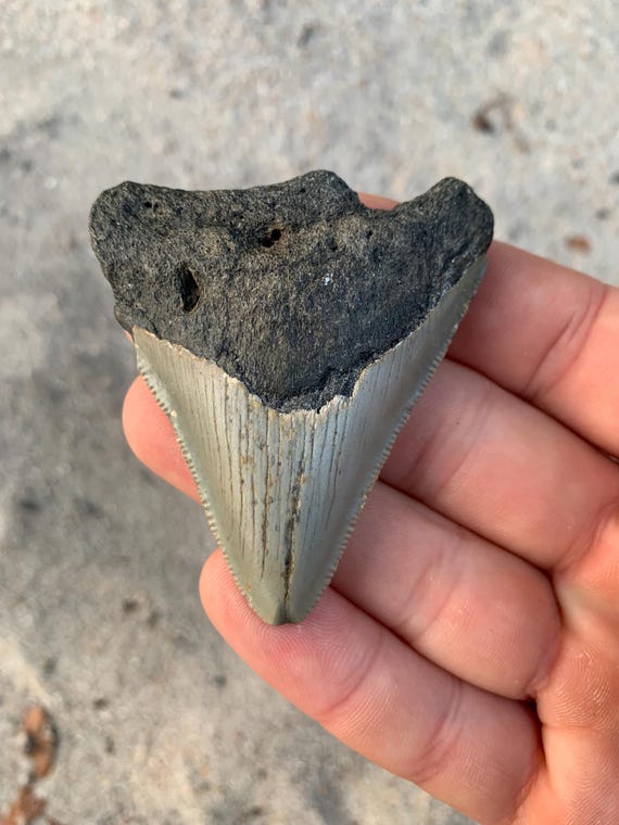 Megalodon Tooth - 2.57 inches