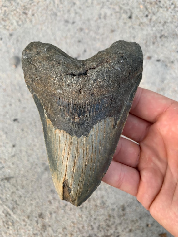 Megalodon Tooth - 5.22 inches