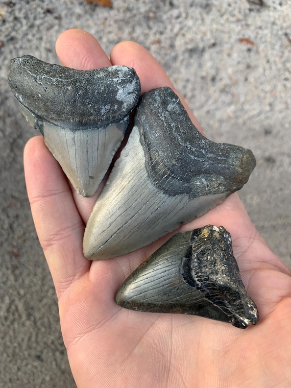 3 Megalodon Shark Teeth Fossils -  Real Meg Tooth bundle, Authentic, No Repairs