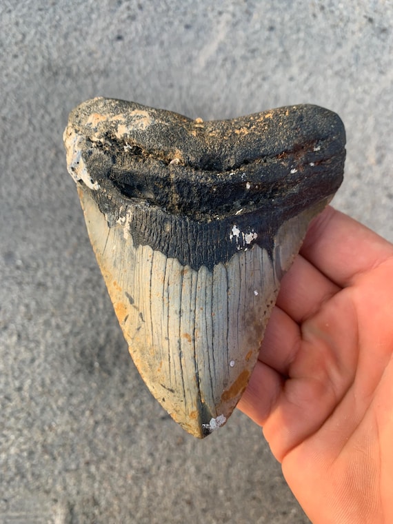 4.93 inch Authentic Meg Tooth - Real Megalodon Shark Tooth Fossil