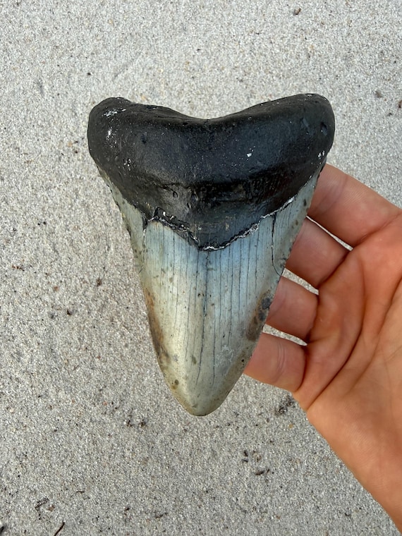 4.94 inch Megalodon Shark Tooth Fossil – Authentic, No Repair Meg Teeth - Lower Tooth