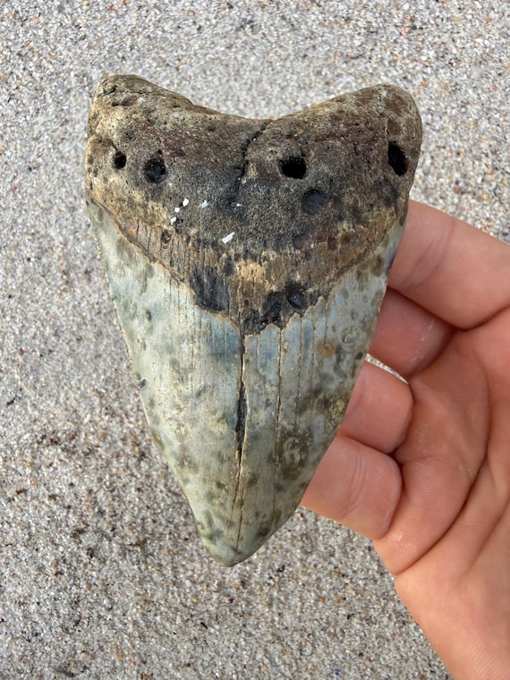 4.32 inch Megalodon Shark Tooth Fossil – Authentic No Repair Meg Teeth