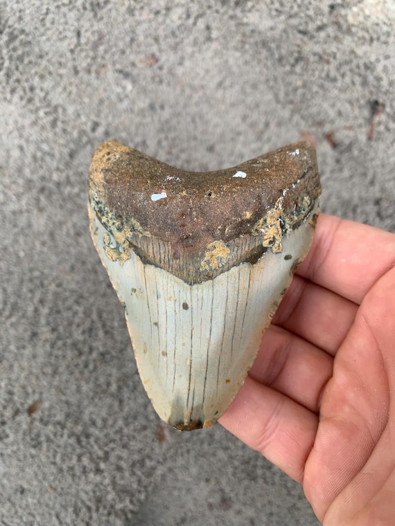 3.76 inch Megalodon Shark Tooth Fossil – Authentic, No Repair Meg Teeth