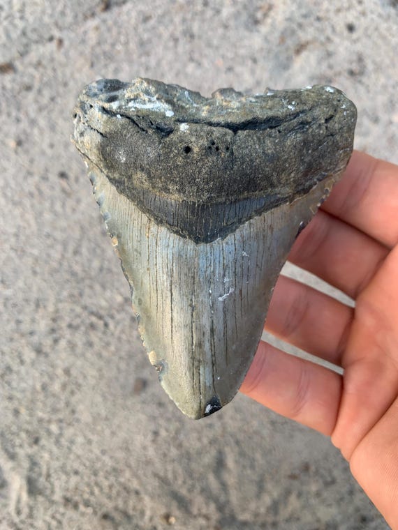 4.18 inch Megalodon Shark Tooth, Authentic, No Repair Meg Teeth Fossils