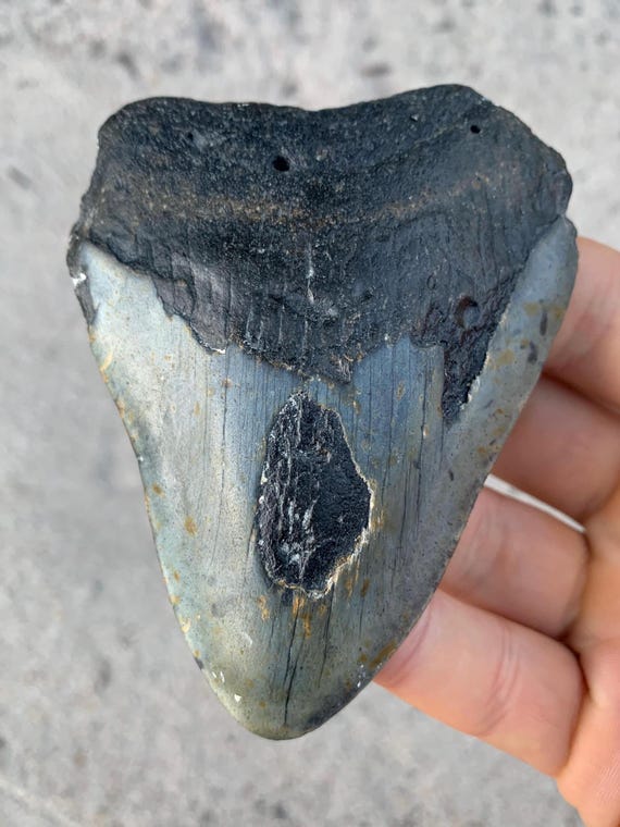 3.83 inch Megalodon Shark Tooth Fossil – Authentic, No Repair Teeth