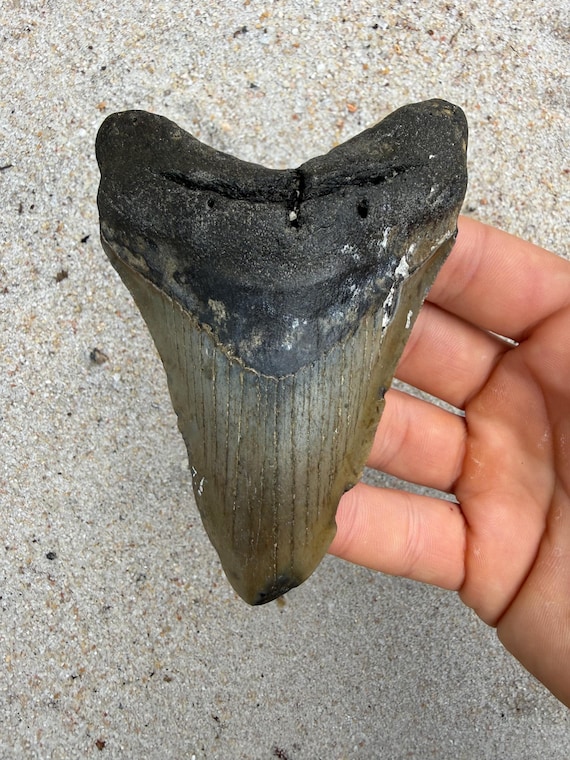4.5 inch Megalodon Shark Tooth Fossil – Authentic, No Repair Meg Teeth