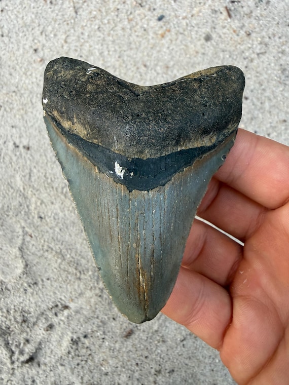 3.83 inch Megalodon Shark Tooth Fossil – Authentic No Repair Meg Teeth