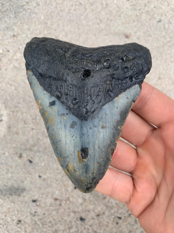 Megalodon Tooth - 4.4 inches