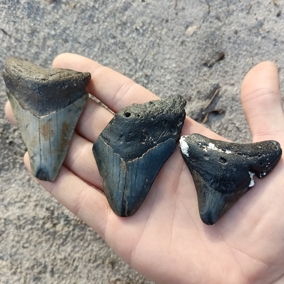 3 Megalodon Shark Teeth -  Real Fossil Megalodon Shark Teeth Bundle