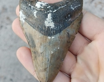 Megalodon Tooth - 3.42 inches. Real Fossil Megalodon Shark Tooth, Authentic Shark Tooth Fossil, Huge Megalodon Tooth, Meg Teeth