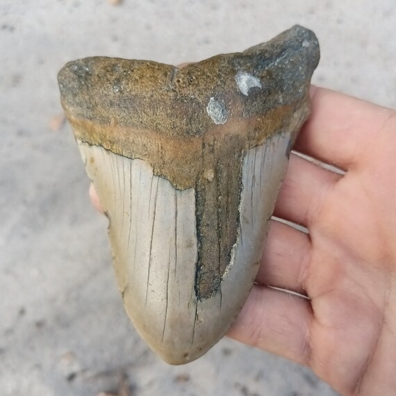 Megalodon Tooth - 4.5 inches