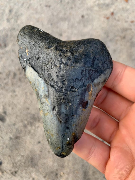 3.84 inch Megalodon Shark Tooth Fossil – Authentic, No Repair Teeth