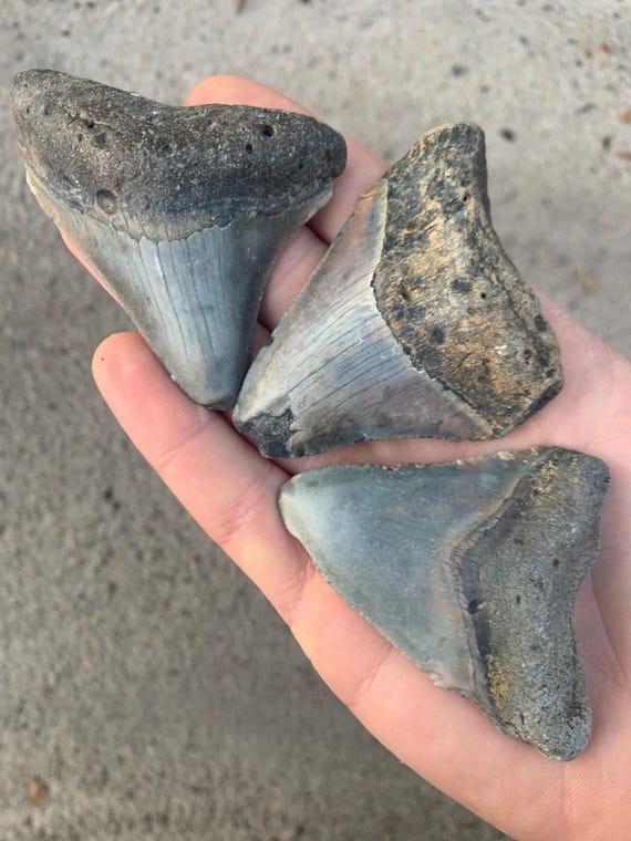 3 Megalodon Shark Teeth Fossils -  Real Meg Tooth bundle, Authentic, No Repairs