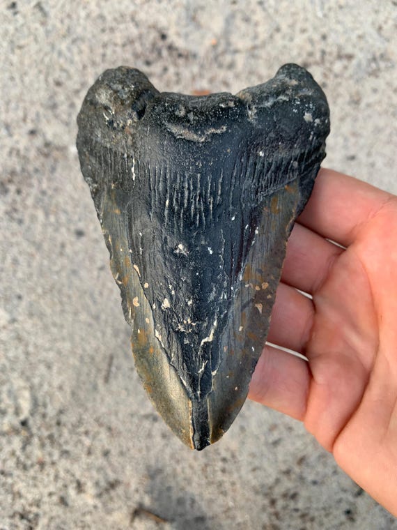 Megalodon Tooth - 5.54 inches