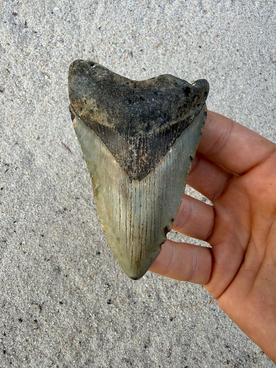 4.08 inch Megalodon Shark Tooth Fossil – Authentic, No Repair Meg Teeth