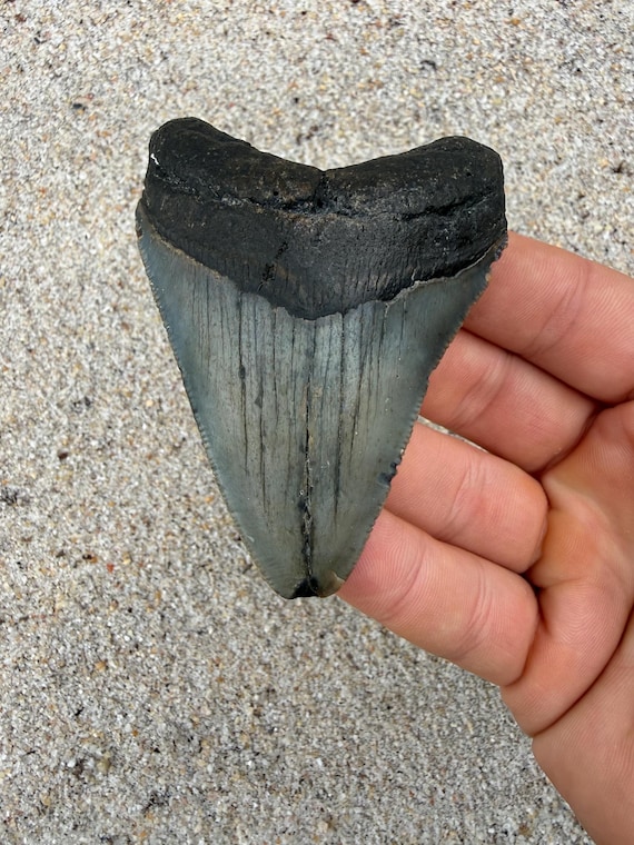 3.4 inch Megalodon Shark Tooth Fossil – Authentic, No Repair Meg Teeth