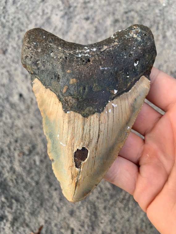 4.94 inch Megalodon Tooth – Authentic Tooth Shark Fossil