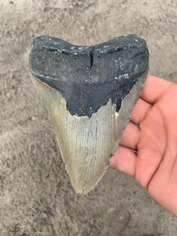 5.58 inch Megalodon Tooth Fossil - Authentic Meg Teeth Fossils