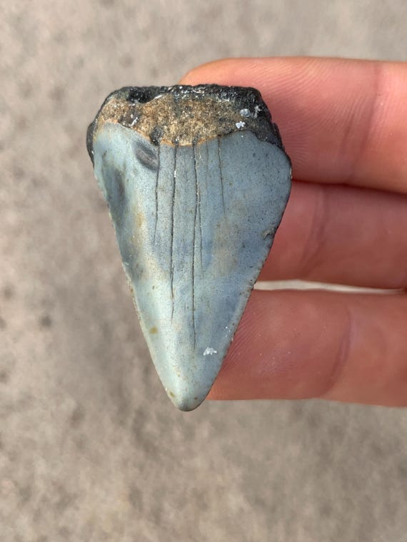 Great White Fossil Shark Tooth - 1.79 Inches