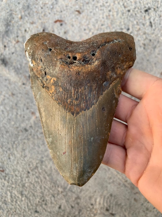 5.52 inch Megalodon Shark Tooth Fossil – Authentic, No Repair