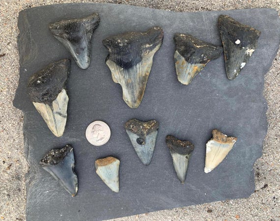 5 Megalodon & 5 Mako (C. Hastalis) Shark Teeth - 10 fossilized shark teeth, Megalodon, Meg Teeth, Shark Teeth Fossils