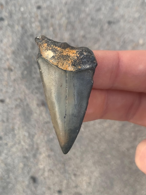 2.02 inch C. Hastalis mako shark tooth fossil