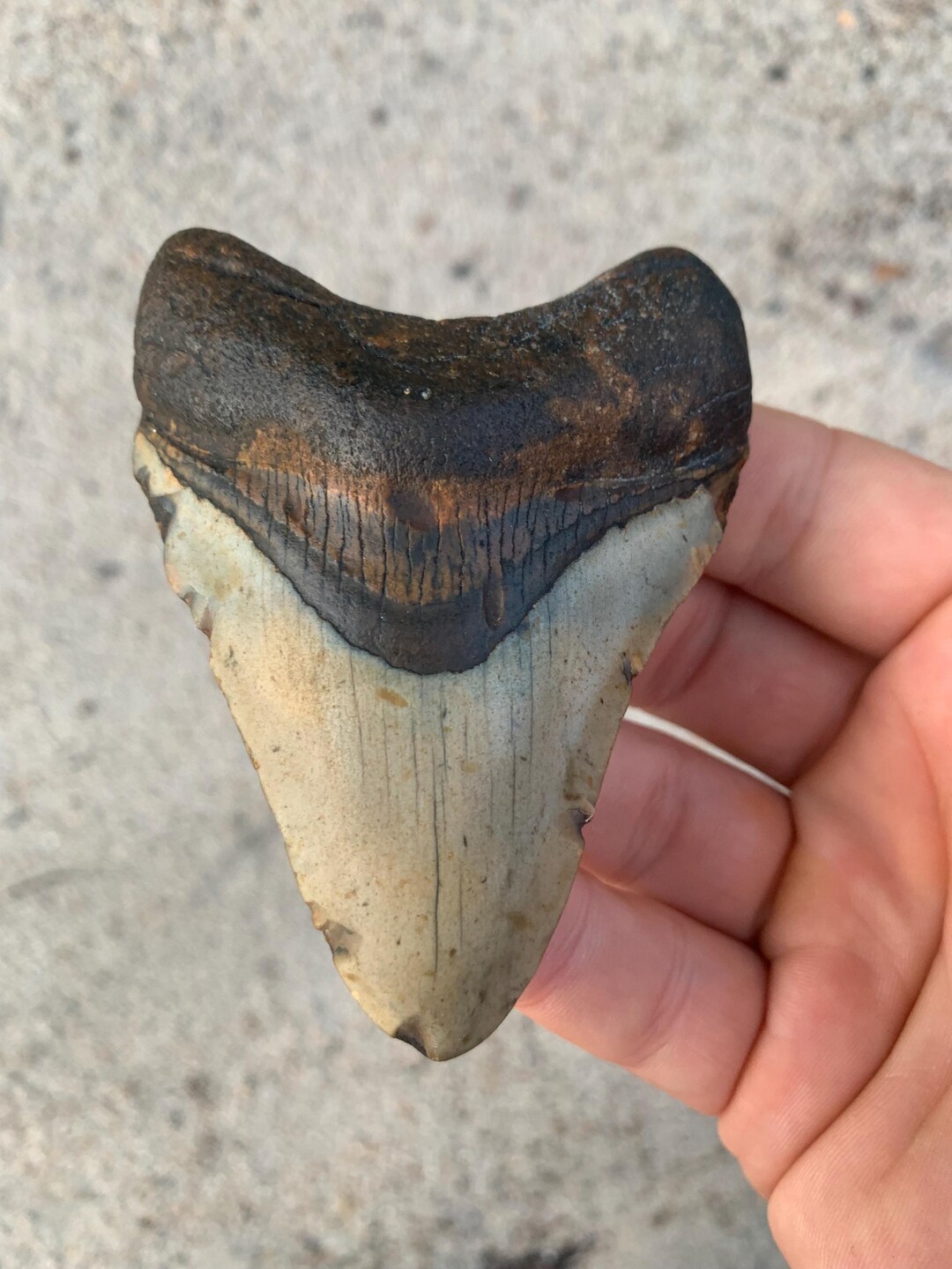 Megalodon Tooth - 3.57 Inches. Real Fossil Megalodon Shark Tooth ...