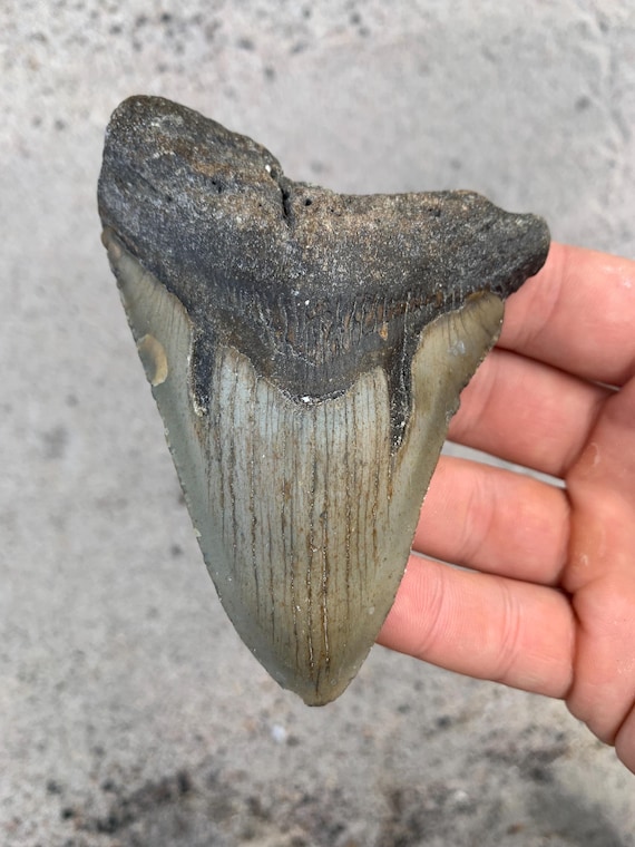 Megalodon Tooth - 4.35 inches