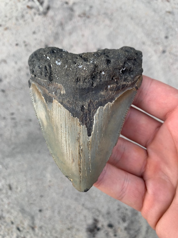 Megalodon Tooth - 3.99 inches