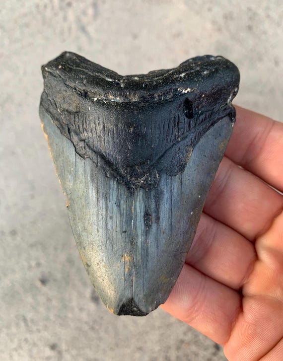 Megalodon Tooth - 3.9 inches