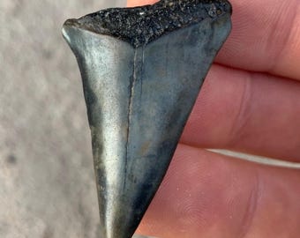 1.75" C. Hastalis Mako Fossil Shark Tooth - Miocene Era