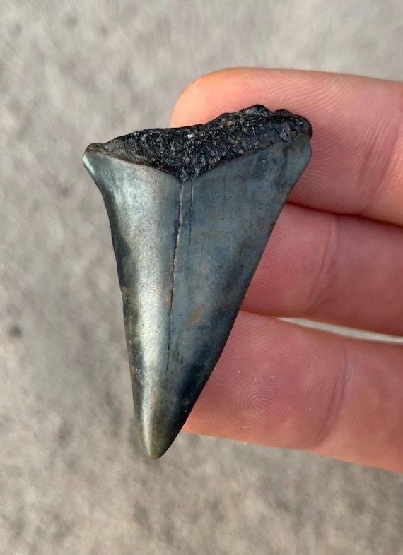 1.75" C. Hastalis Mako Fossil Shark Tooth - Miocene Era
