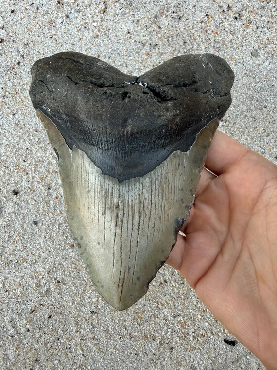 6.0 inch Megalodon Shark Tooth Fossil – Authentic, No Repair Meg Teeth