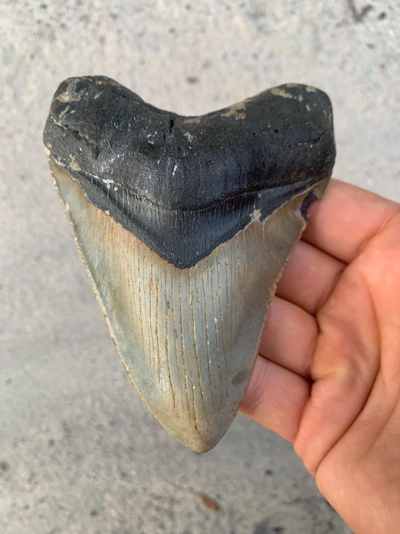 4.9 inch Megalodon Shark Tooth Fossil – Authentic No Repair Meg Teeth