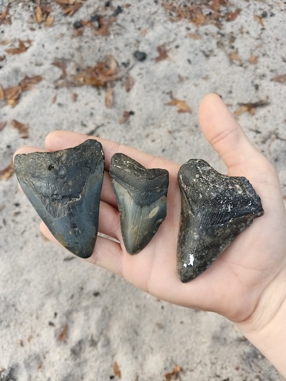 3 Megalodon Shark Teeth -  Real Fossil Megalodon Shark Tooth, Authentic Shark Tooth Fossil, Huge Megalodon Tooth, Meg Teeth