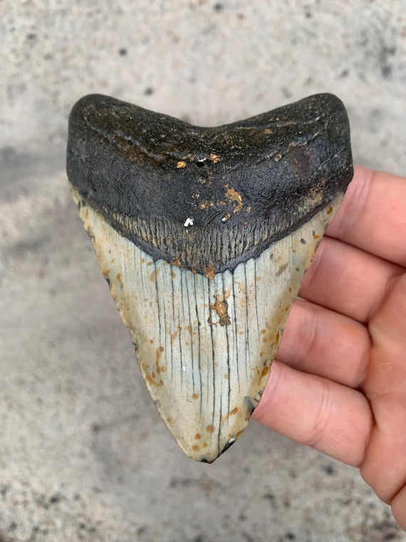 Megalodon Tooth - 4.2 inches