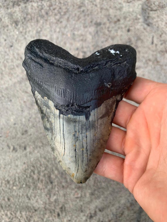 4.94 inch Megalodon Shark Tooth Fossil – Authentic, No Repair Meg Teeth