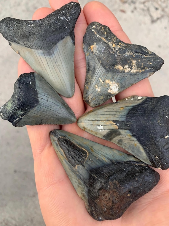 5 Megalodon Shark Teeth -  Real Fossil Megalodon Shark Tooth, Authentic Shark Tooth Fossil, Huge Megalodon Tooth, Meg Teeth