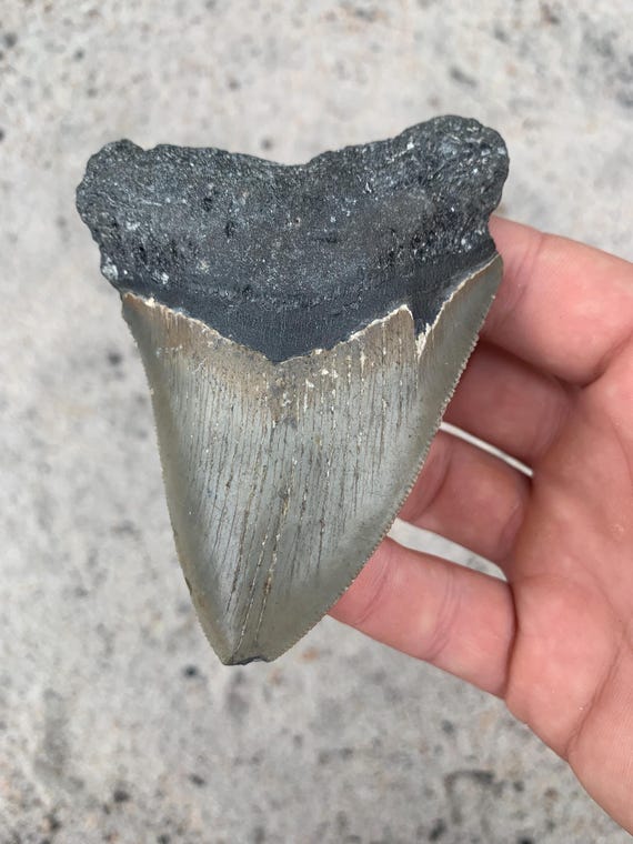 Megalodon Tooth - 4.14 inches