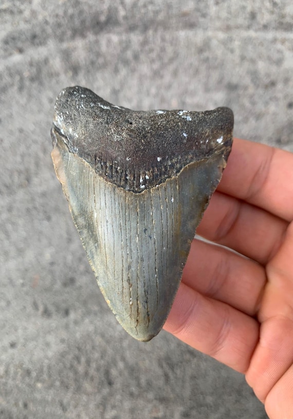 3.43 inch Megalodon Shark Tooth Fossil – Authentic, No Repair Meg Teeth
