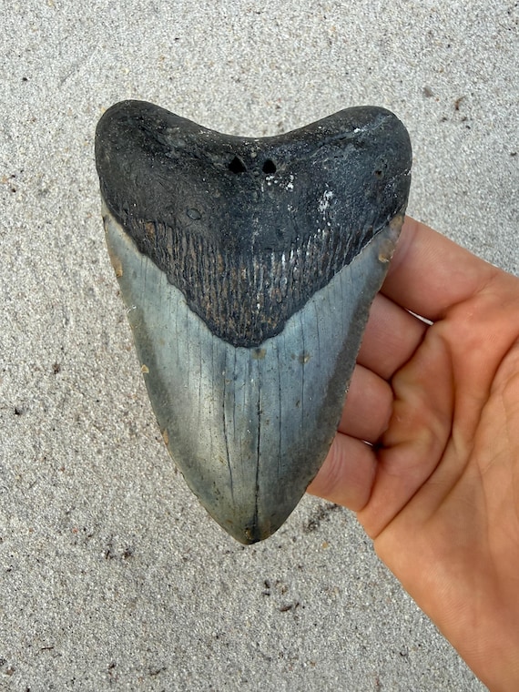 4.68 inch Megalodon Shark Tooth, Authentic, No Repair Meg Teeth Fossils
