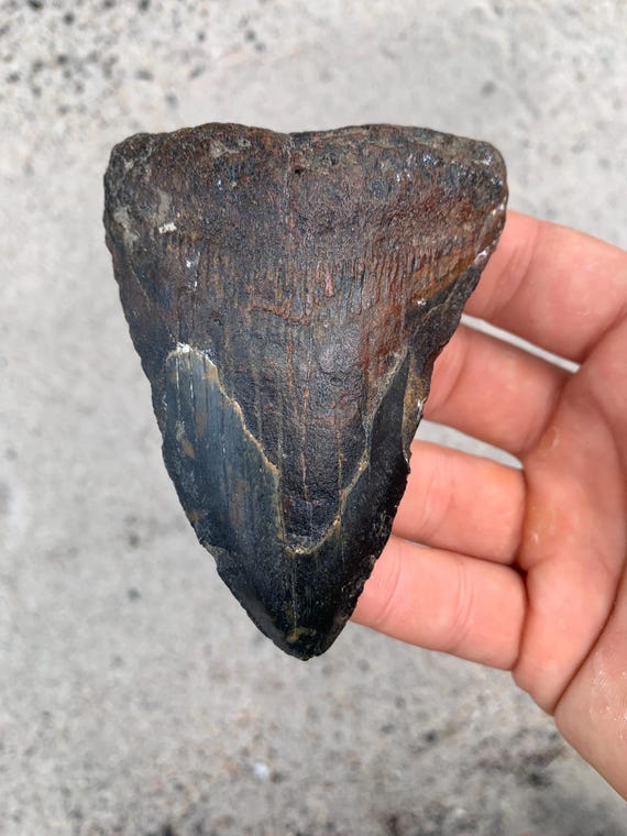 Megalodon Tooth - 3.92 inches