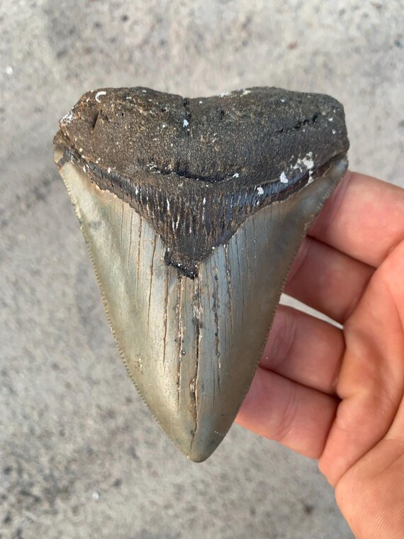 Megalodon Tooth - 4.14 inches