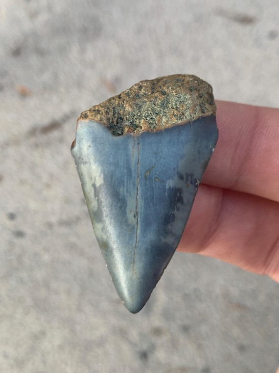 1.90 inch C. Hastalis Mako Fossil Shark Tooth