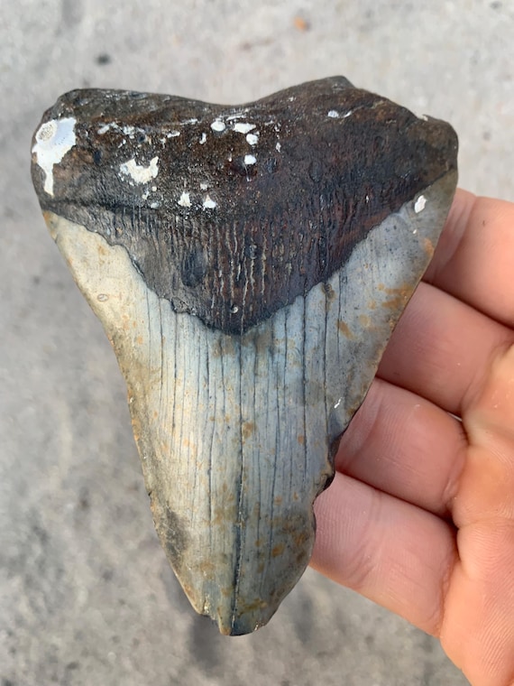 4.37 inch Real Fossil Megalodon Shark Tooth, Authentic Fossil Meg Teetth