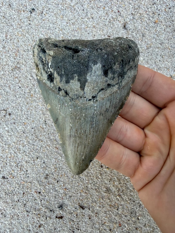 3.73 inch Megalodon Shark Tooth Fossil – Authentic, No Repair Meg Teeth