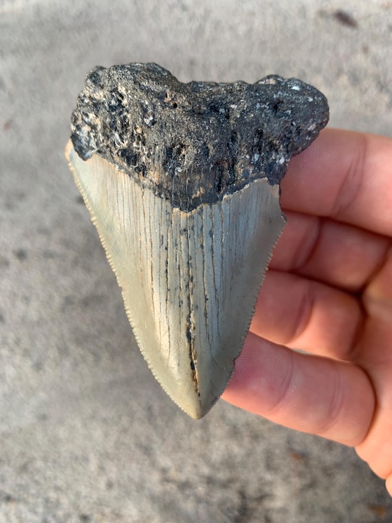 Megalodon Tooth - 3.08 inches