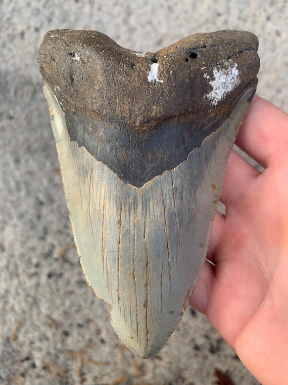 Megalodon Tooth - 5.6 inches