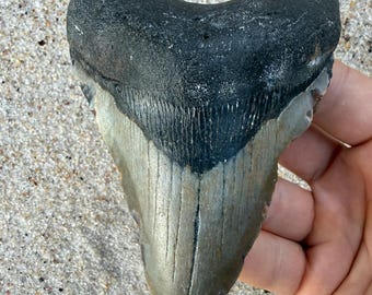 4.64 inch Megalodon Shark Tooth Fossil – Authentic, No Repair Meg Teeth