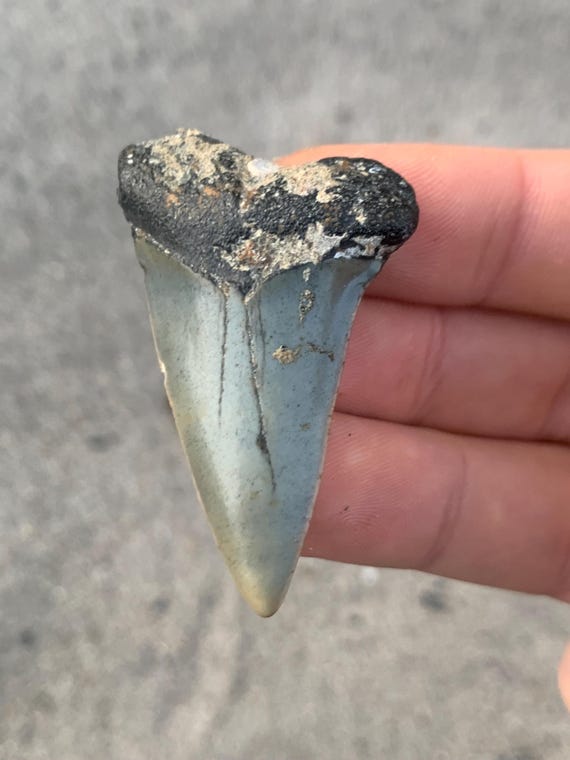 2.06 inch C. Hastalis Mako Fossil Shark Tooth